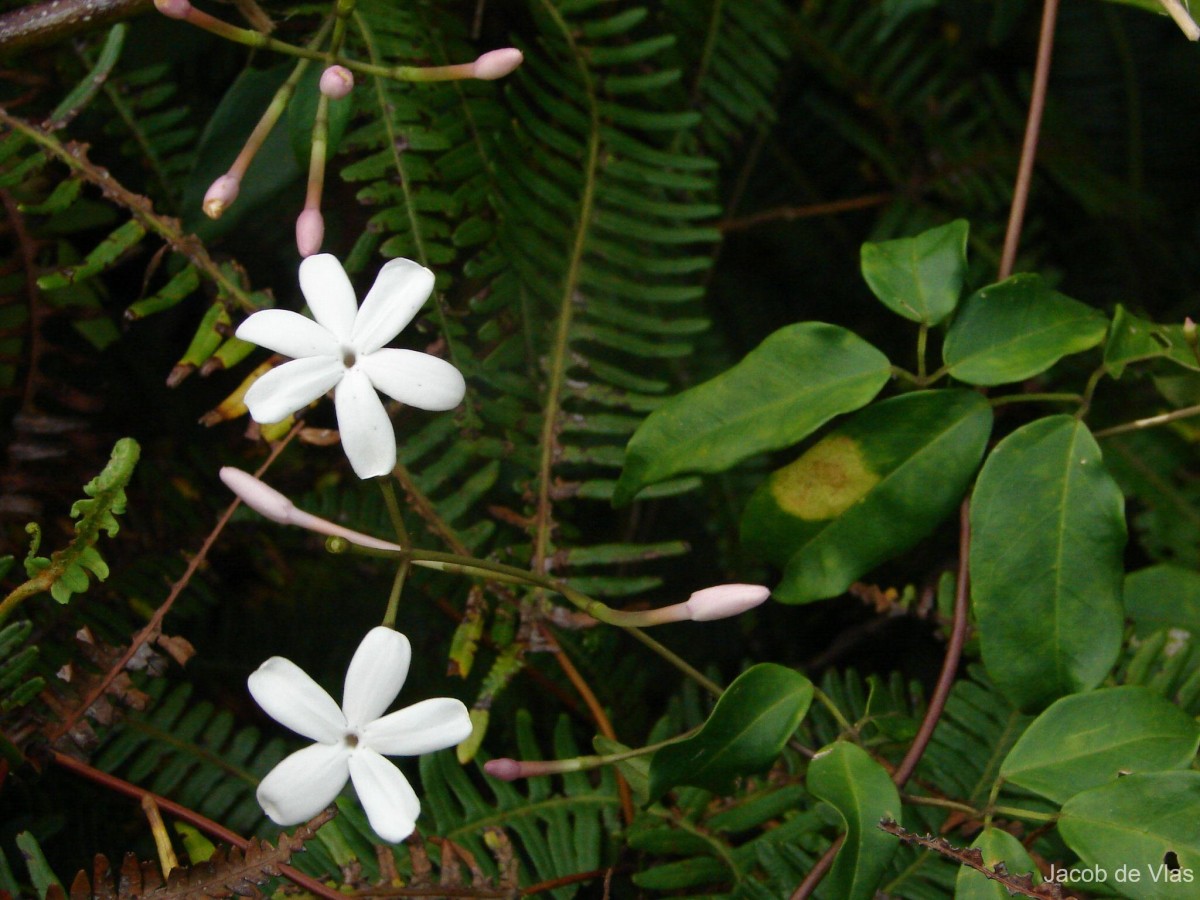 Jasminum polyanthum Franch.